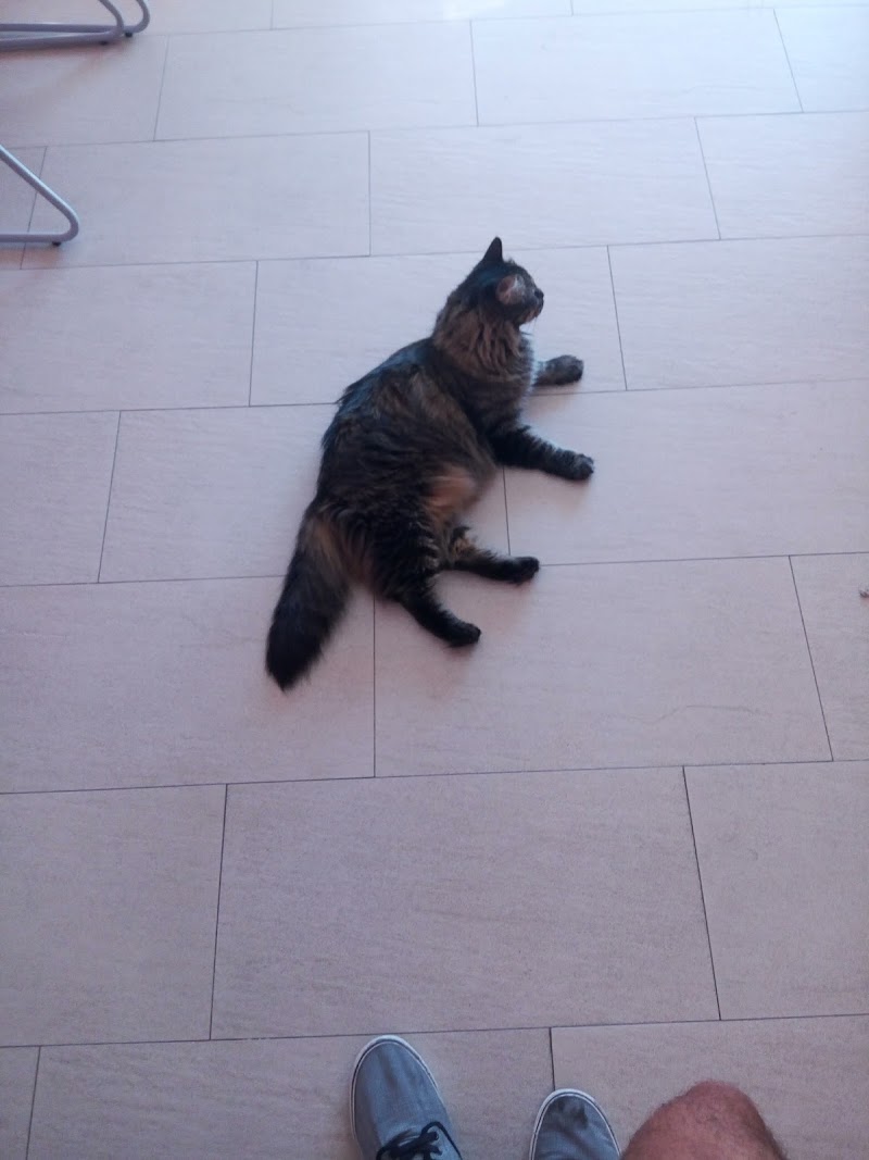 Clinica Veterinaria Phobimalia