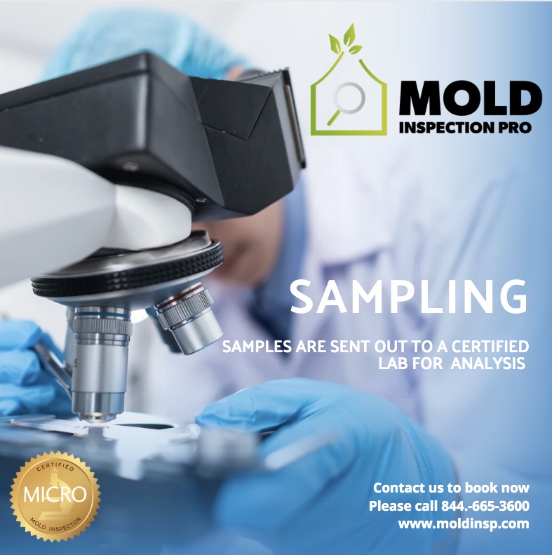 Mold Inspection Pro — photo