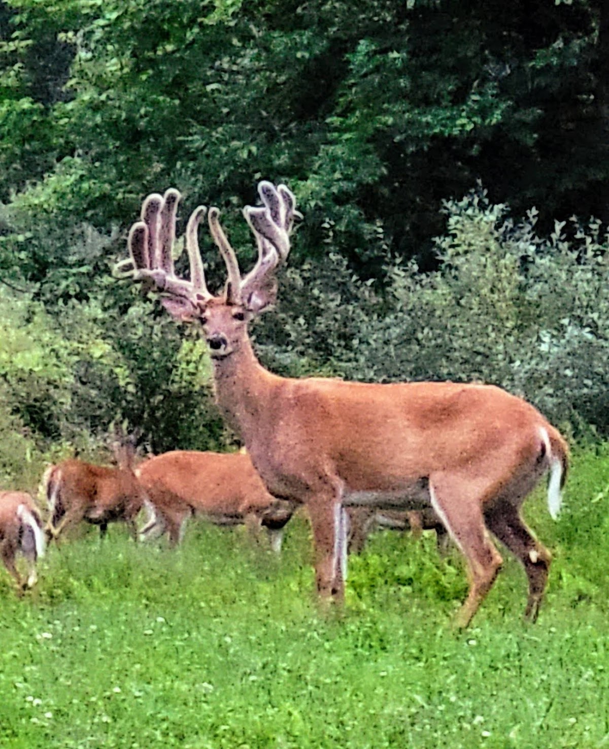 Green's Deer Ranch