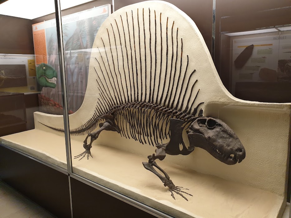 Museo Civico di Storia Naturale di Milano fotoğraf 1