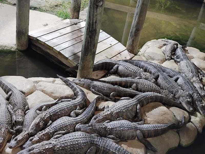 Lost Caverns Adventure Golf photo 3