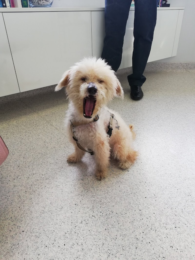 Gous Lezkairu Medicina Veterinaria