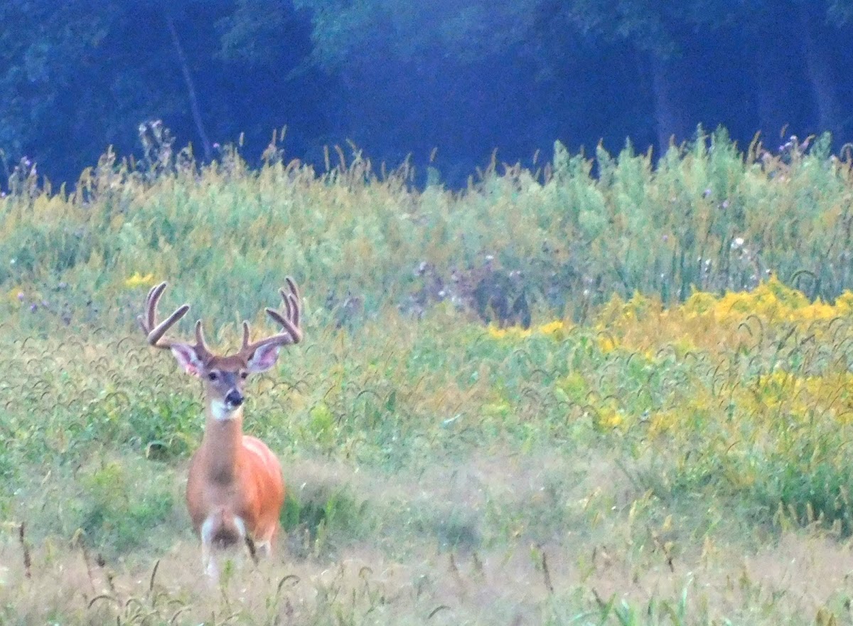 Stonehurst Woods Deer Farm & Hunting Ranch