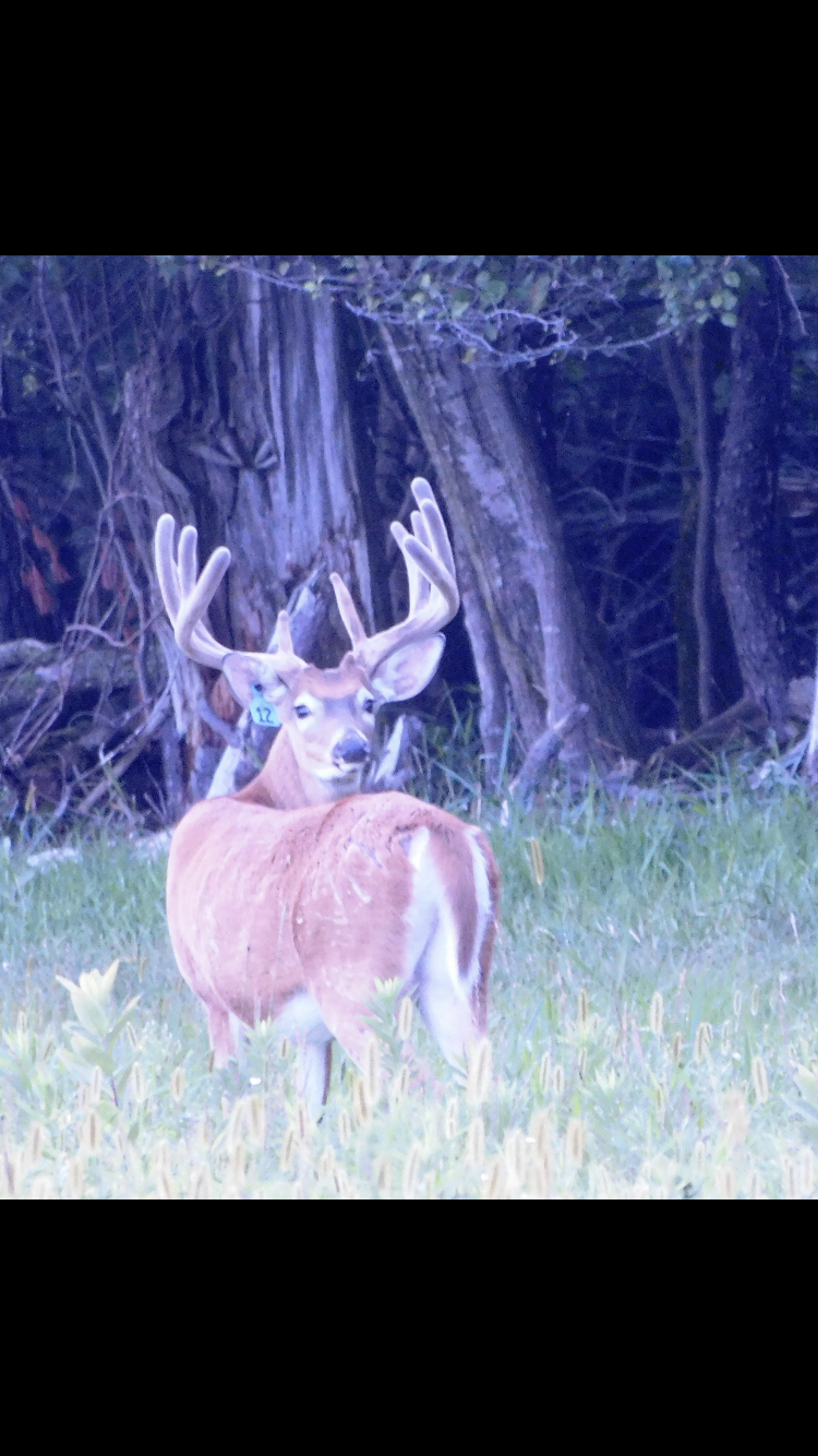 Stonehurst Woods Deer Farm & Hunting Ranch - Photo 3