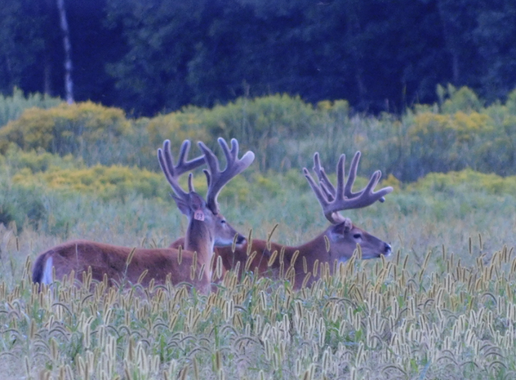 Stonehurst Woods Deer Farm & Hunting Ranch - Photo 4