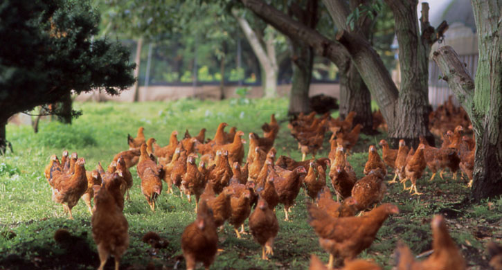 本家あべや 秋田店 写真4