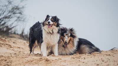 מרכז וטרינרי קרית שרת