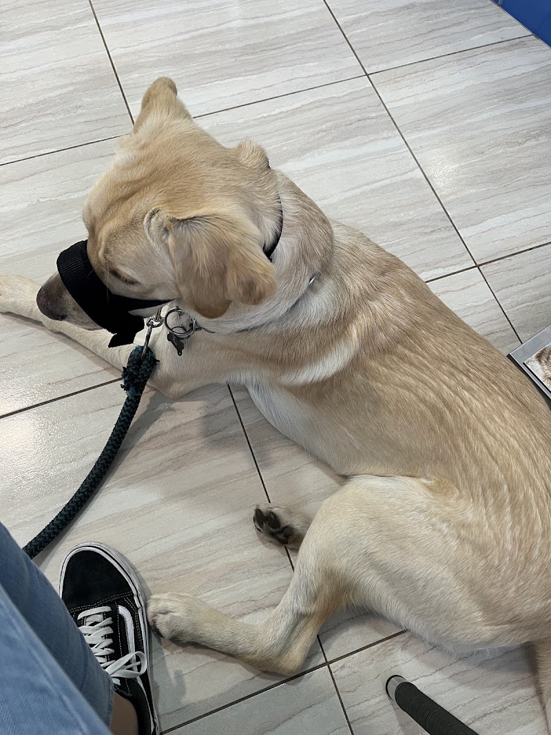 Clinica Veterinaria San Roque ELX