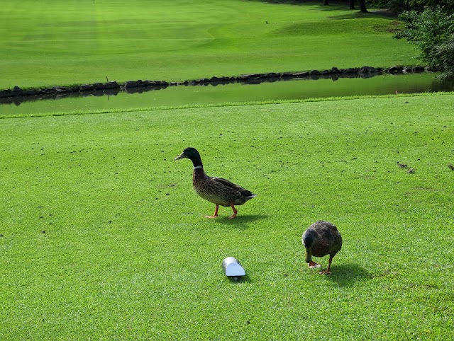 Tokyo Soubu Country Club - Photo 5