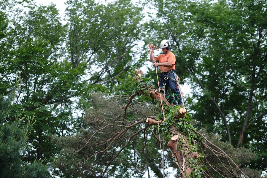 Frew's Tree Care