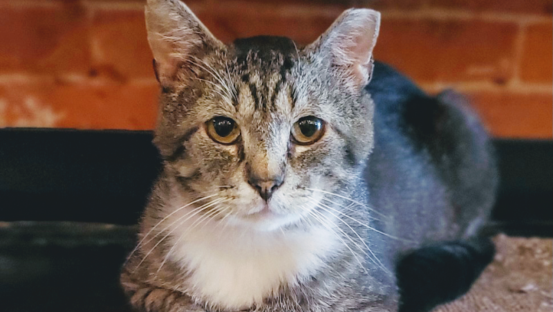 River Kitty Cat Cafe photo 3