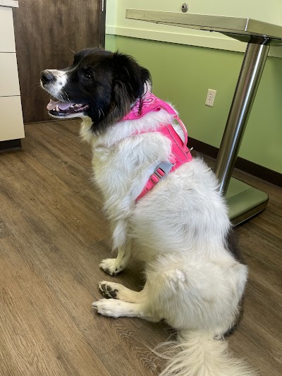 South Town Veterinary Clinic