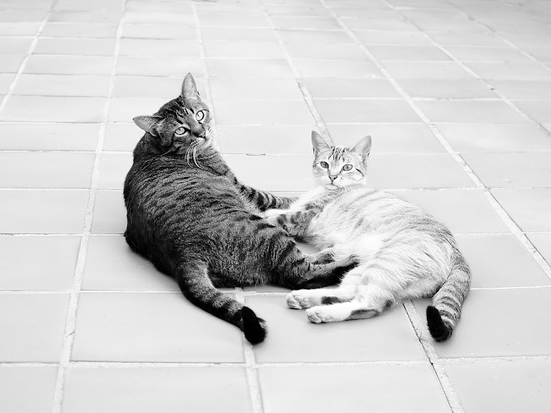 Clínica Veterinaria Gatican