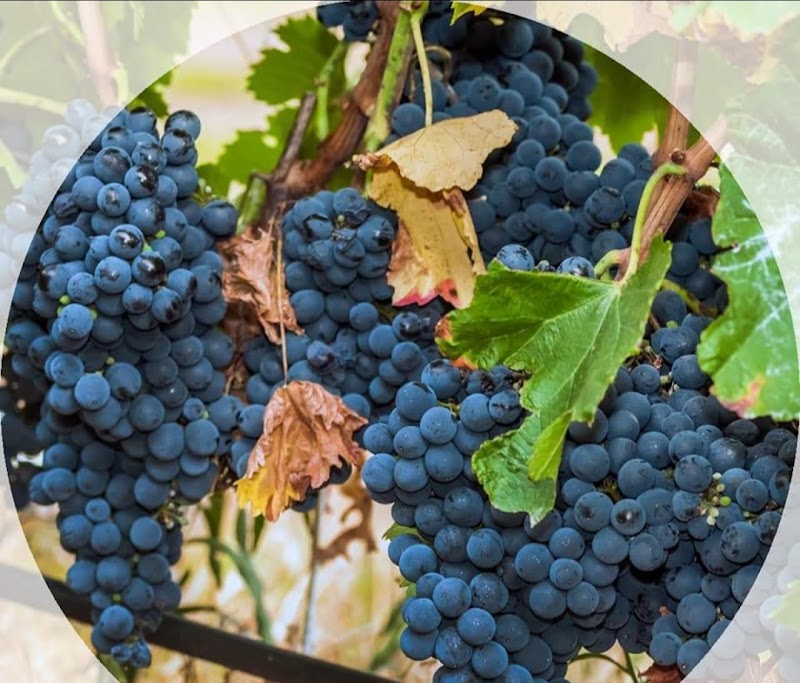 Vinoteca Sapiens photo 2