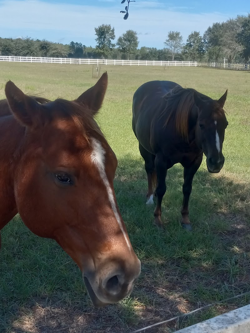 Florida Horse Ranch-Private - Photo 4