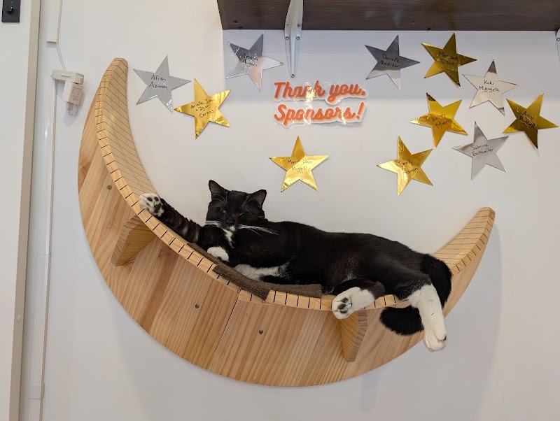 Mew Haven Cat Cafe photo 4