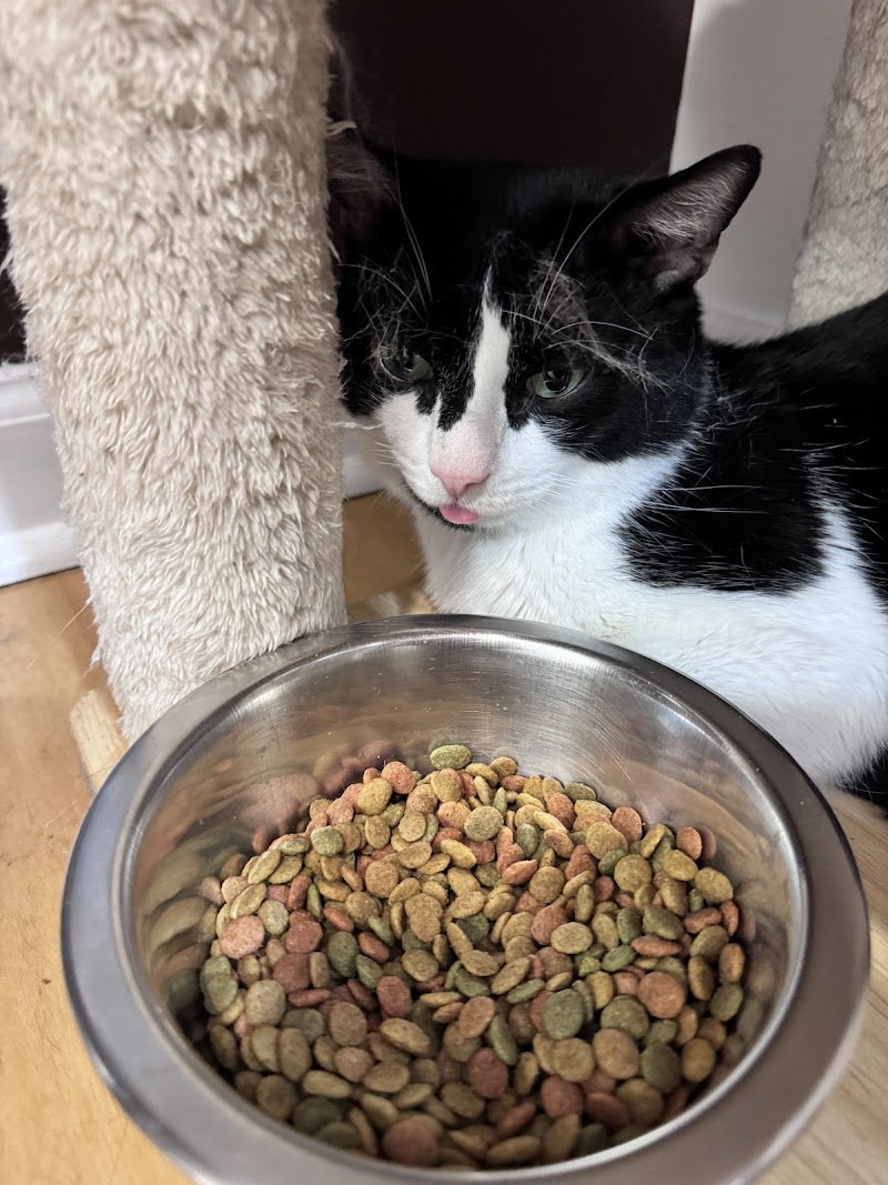 Mew Haven Cat Cafe photo 2