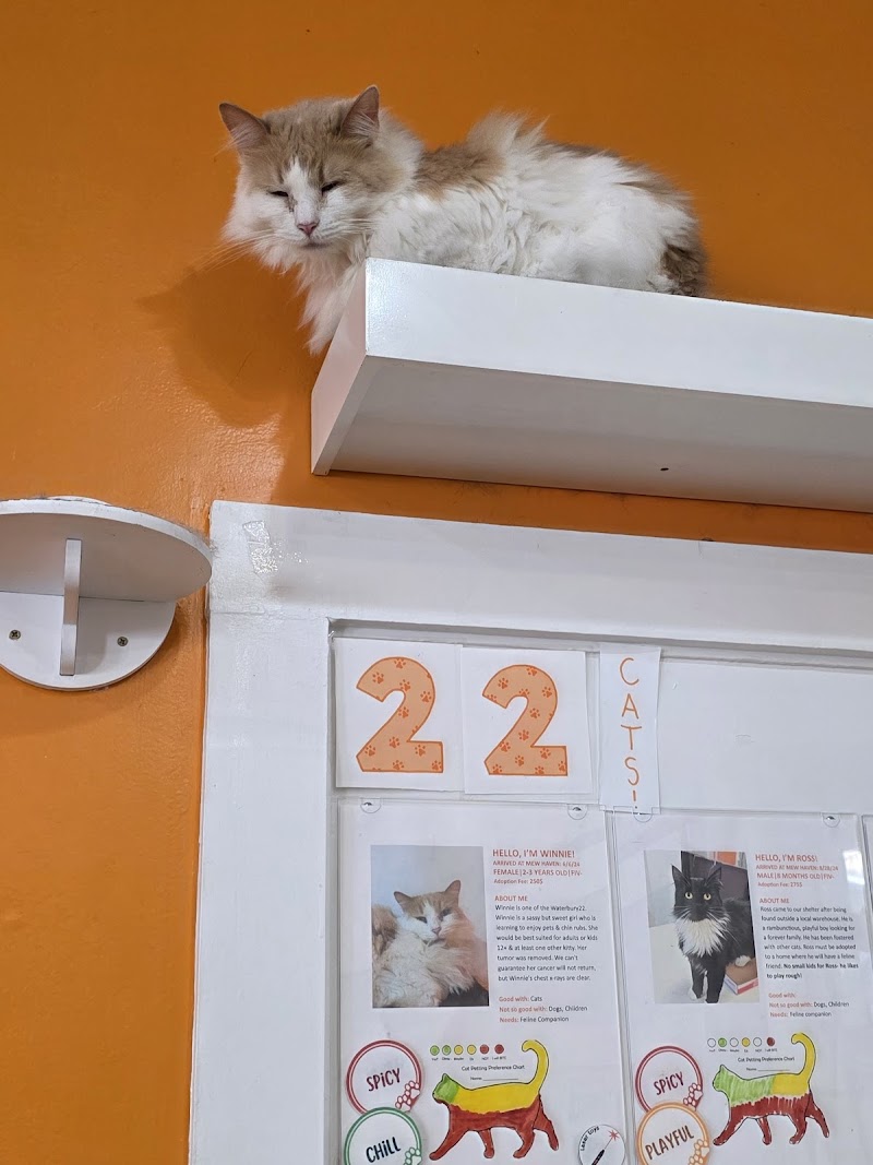 Mew Haven Cat Cafe photo 4