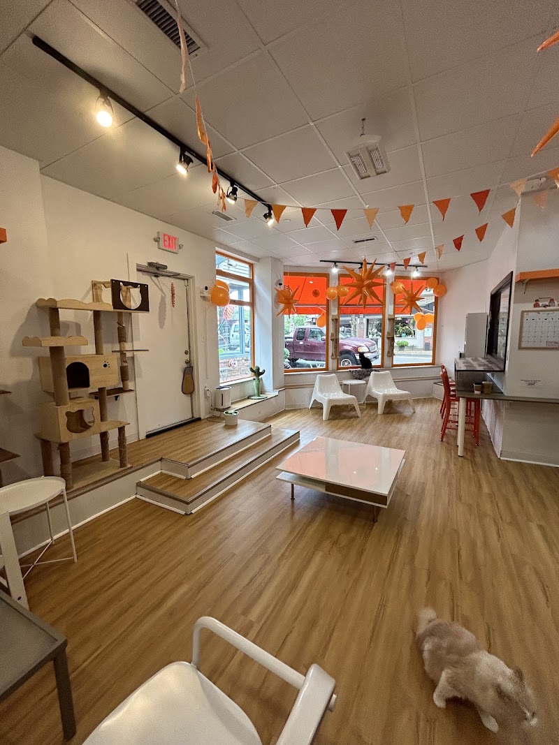 Mew Haven Cat Cafe photo 1