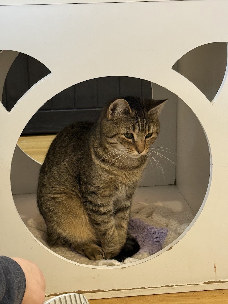 Mew Haven Cat Cafe photo 4