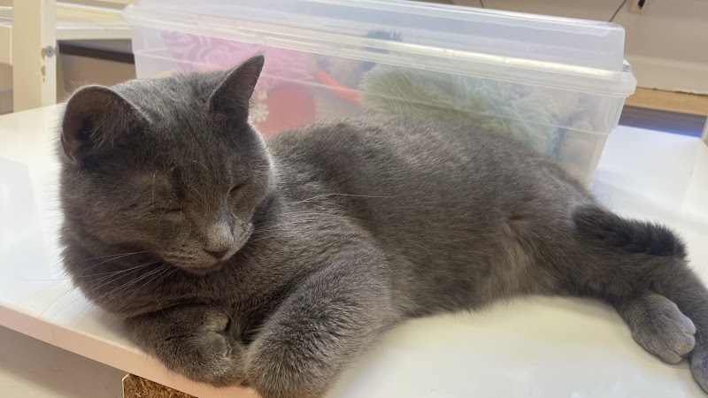 Mew Haven Cat Cafe photo 3