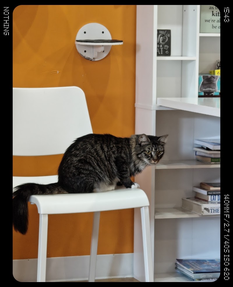 Mew Haven Cat Cafe photo 4