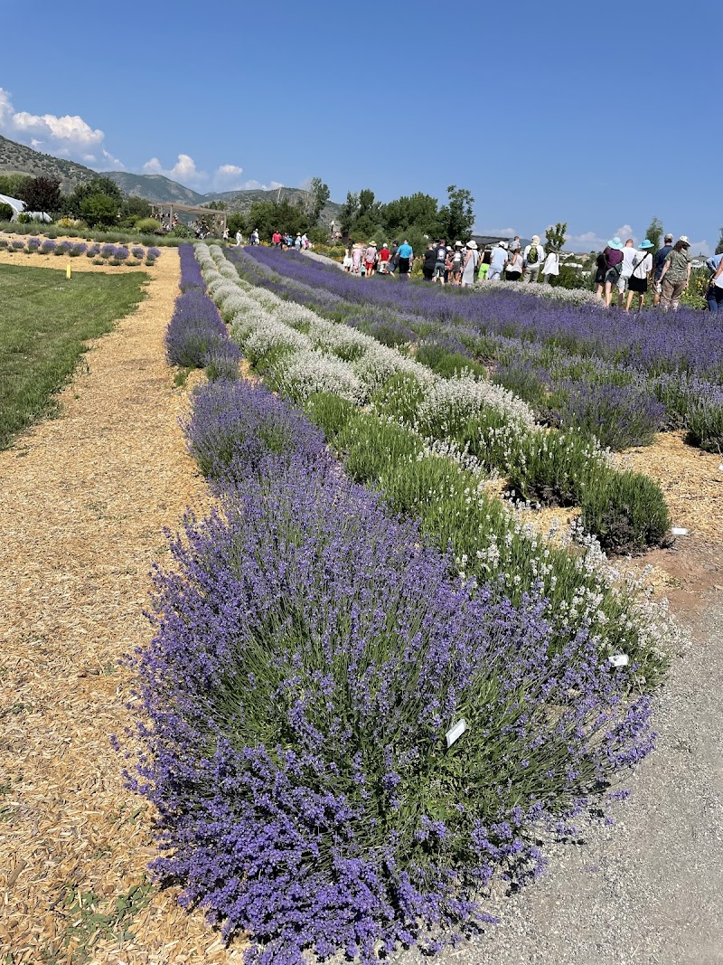 Denver Botanic Gardens Chatfield Farms - Photo 3