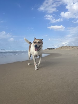 Lola dog training - אילוף כלבים ופנסיון