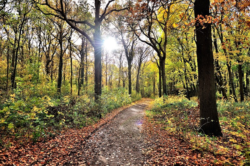 Staelduinse Bos