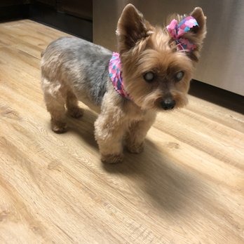 Pawlished Pets Salon & Spa photo 1