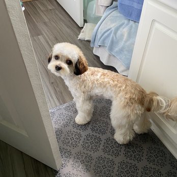 Pawlished Pets Salon & Spa photo 2