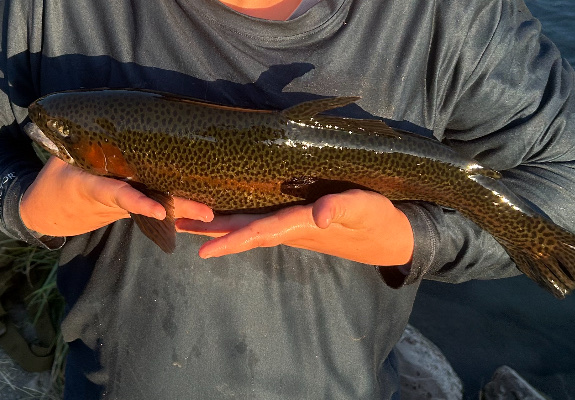 White's Ranch - Photo 1
