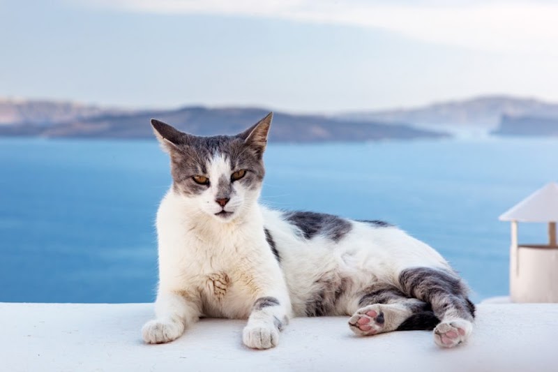Santorini Cats