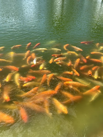 Koi Pond