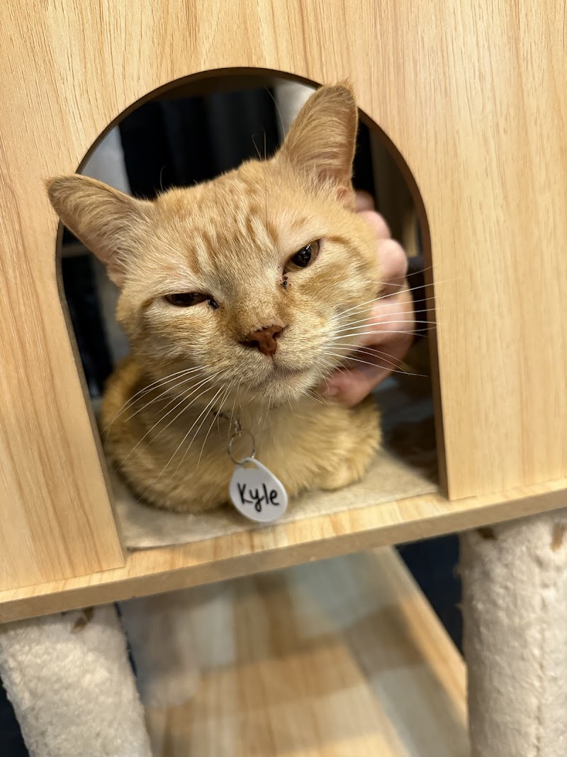 The Chatty Cat Cafe photo 4