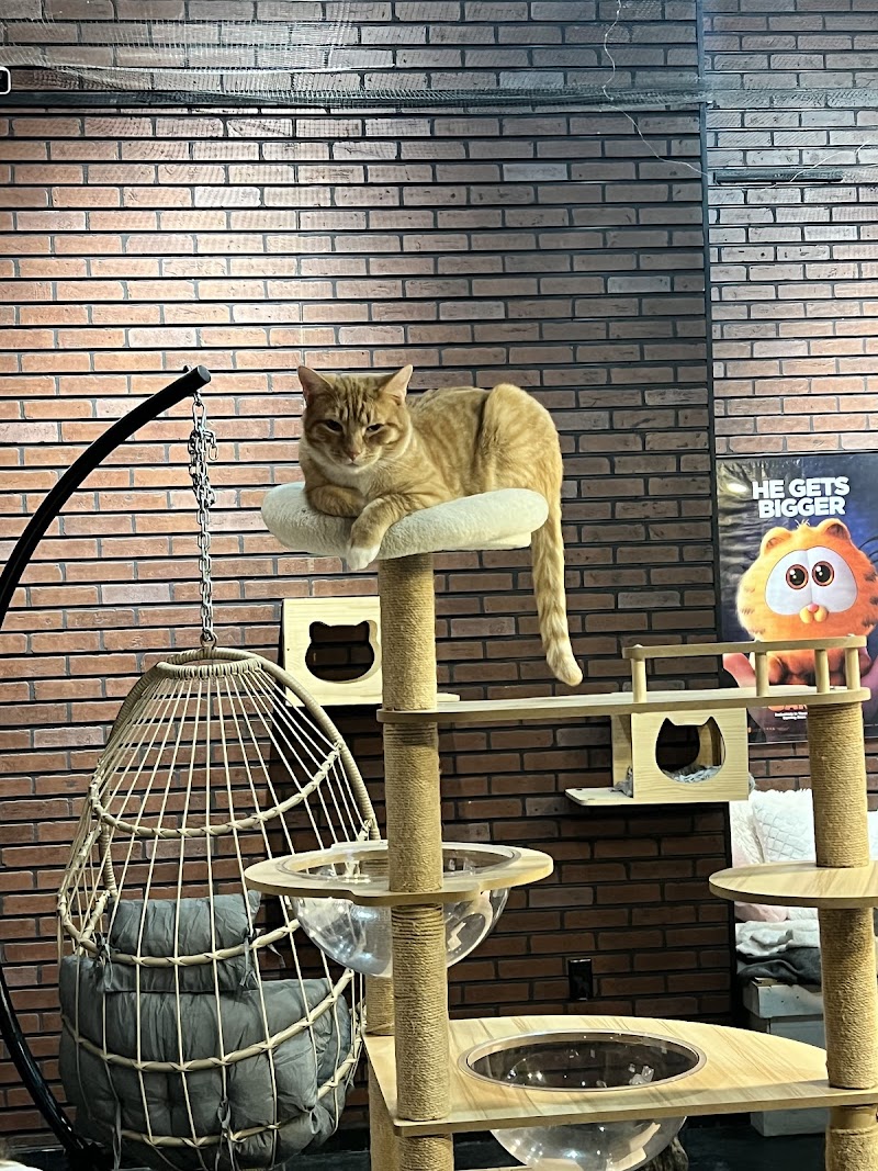 The Chatty Cat Cafe photo 4