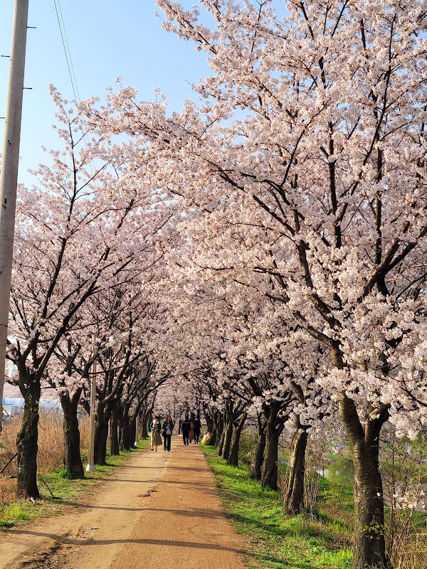 Cherry Blossom 🌸 36