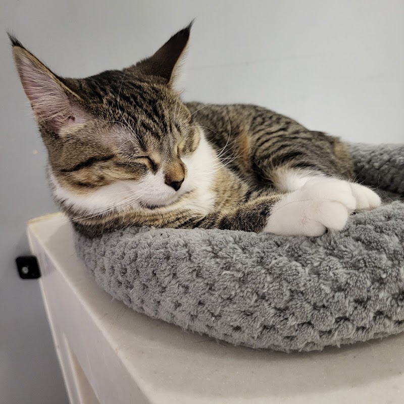 Rosie's Kitty Catfé