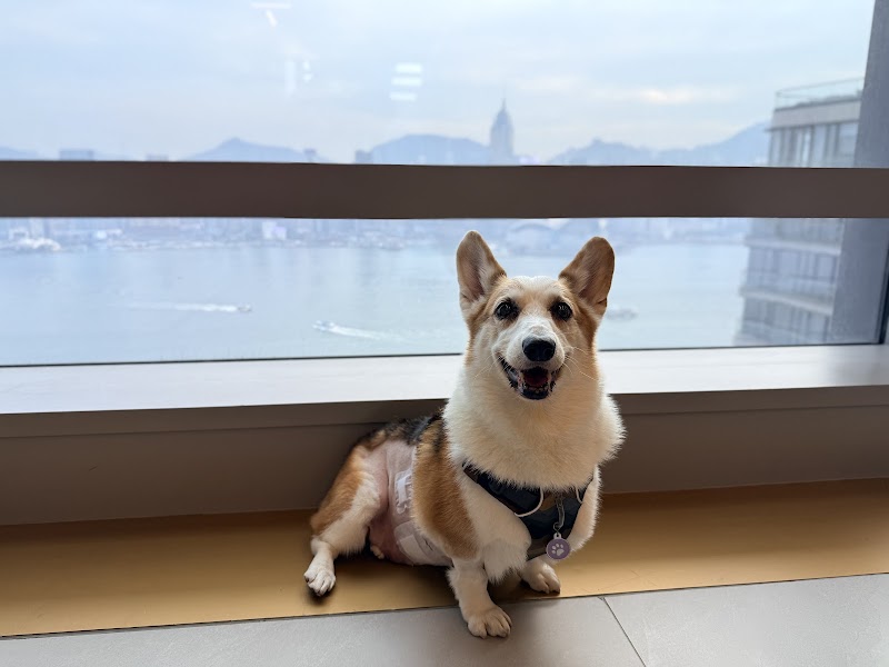 VetiVa Center for Animal Wellness