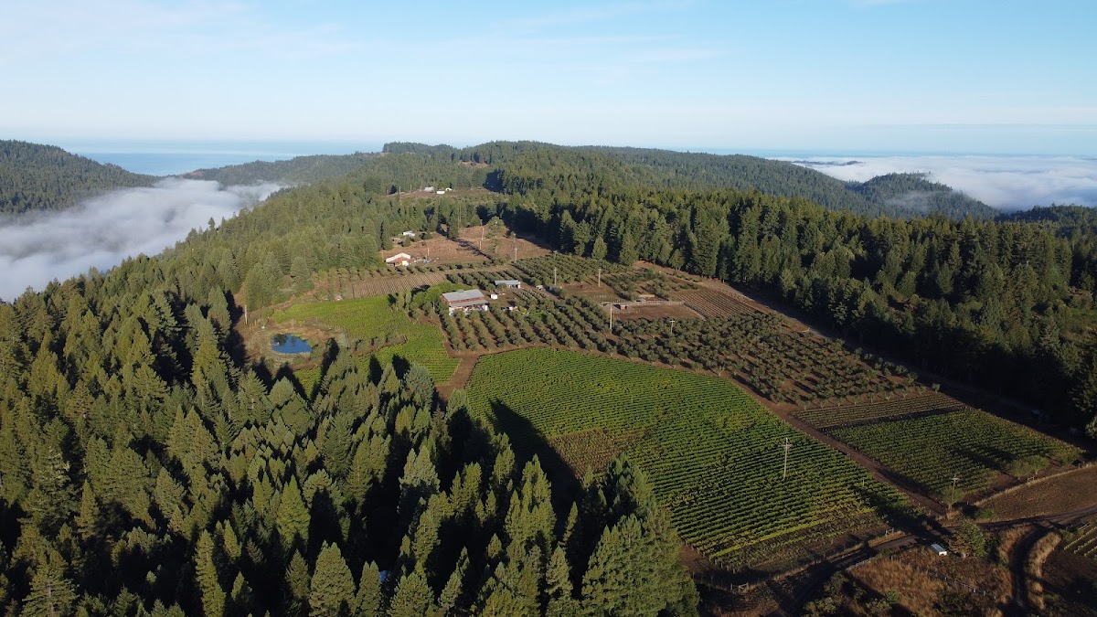Drew Winery