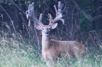 The Refuge Ranch | Michigan Trophy Deer Hunts