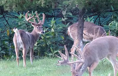 The Refuge Ranch | Michigan Trophy Deer Hunts - Photo 1