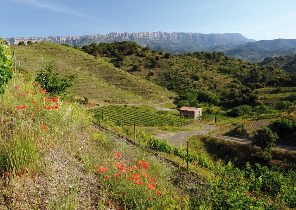 Celler Burgos Porta - Mas Sinén