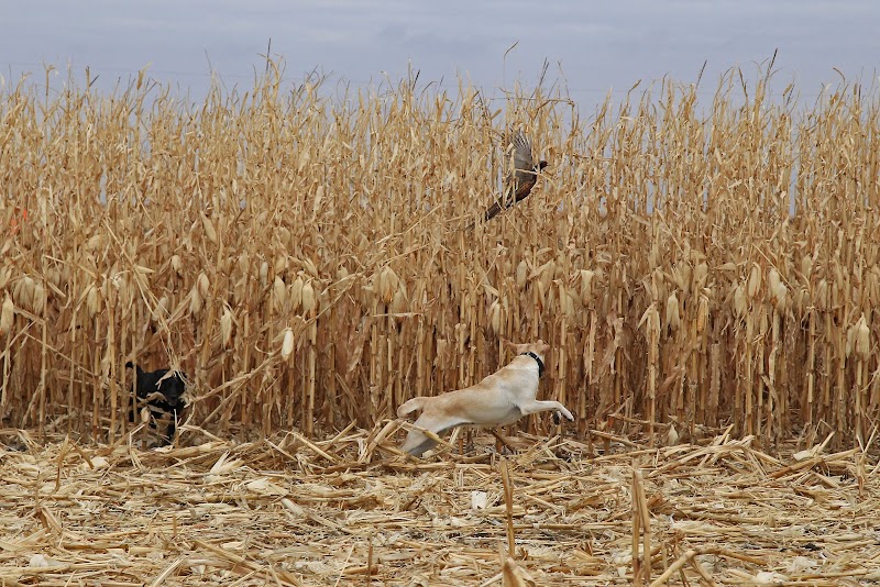Coteau View Hunts - Photo 3