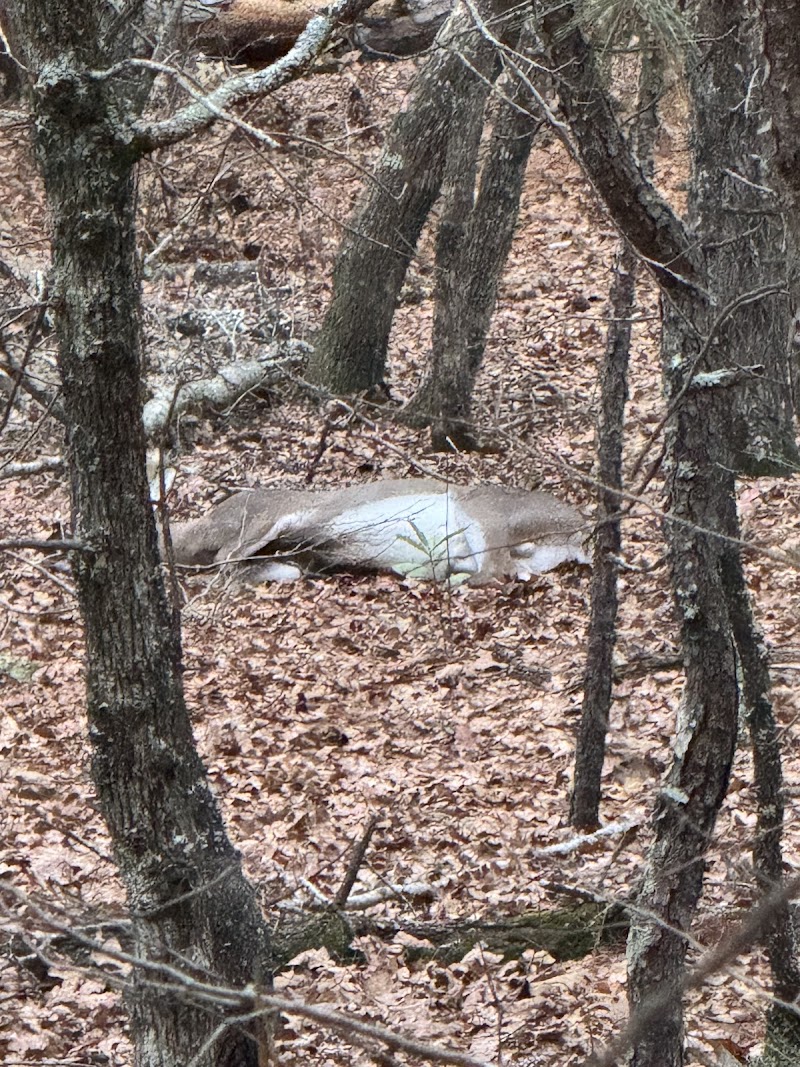 Cherokee Run Hunting Lodge - Photo 4