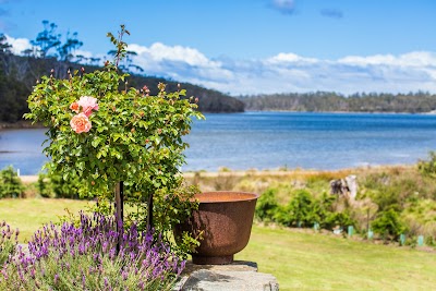 Port Arthur Lavender