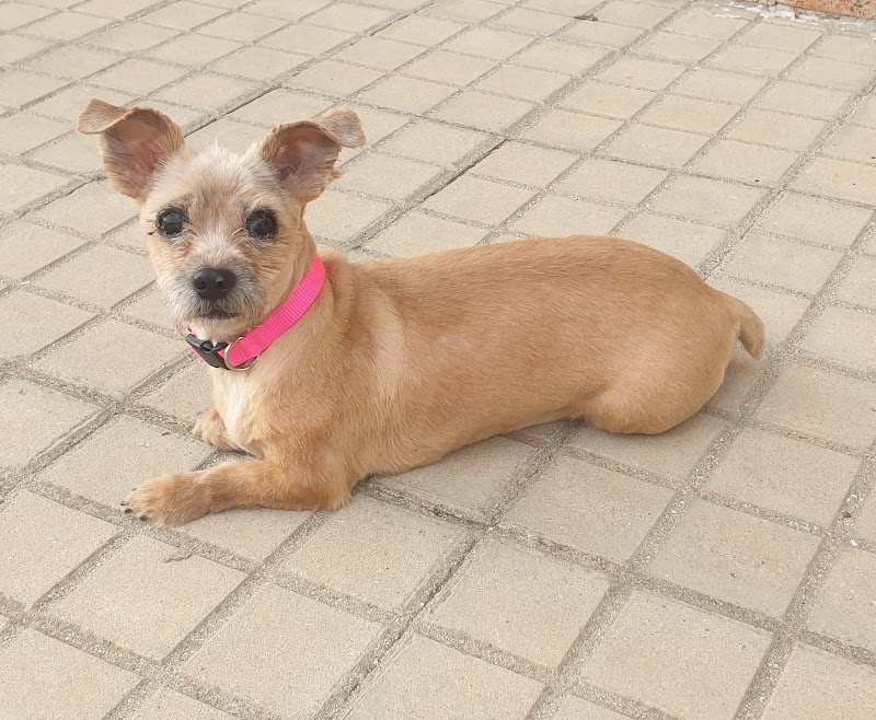 Clínica Veterinaria San Francisco de Asís - MORA