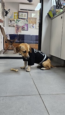 בית בריאות וטרינרי ד"ר אבי פצ'ו Petcho Veterinary Hospital