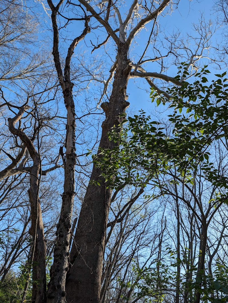 Hobby Hill Disc Golf Course photo 5