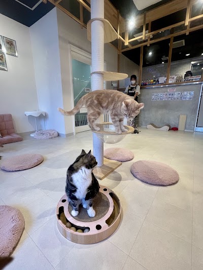 신사이바시 카페